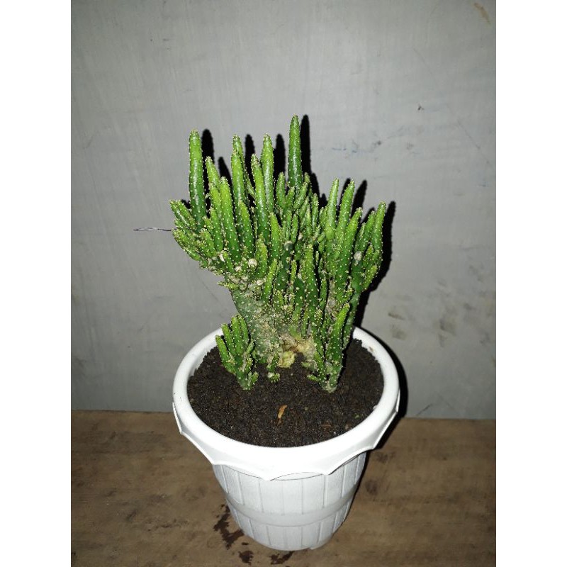 TANAMAN  JADI BUKAN BIBIT Kaktus  Cereus Tetragonus (Kaktus Candi)