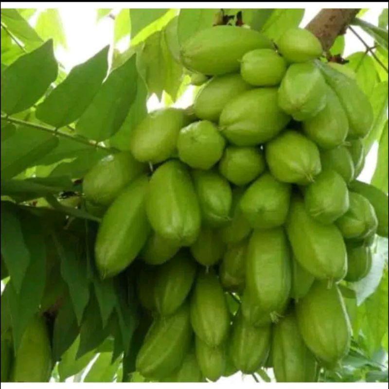 

Belimbing Waluh, Belimbing Sayur