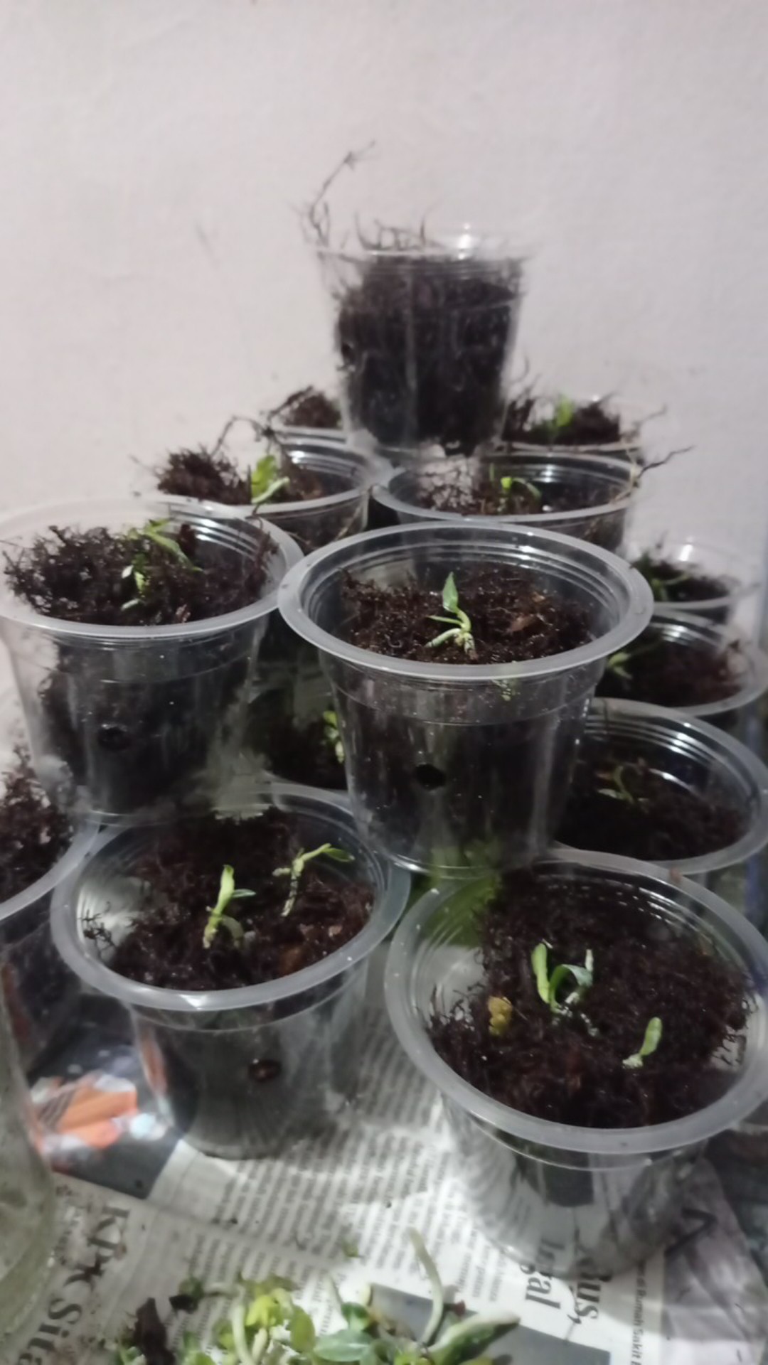 Bibit Bunga Anggrek Bulan Phalaenopsis Anggrek Botol