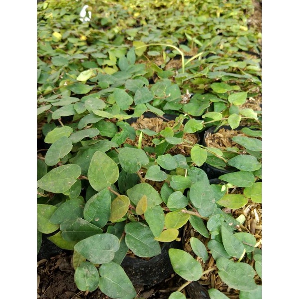 ID TANAMAN DOLLAR RAMBAT KECIL (DOLAR RAMBAT TEMBOK) BERAKAR LEBAT / FICUS REPENS , FICUS PUMILA