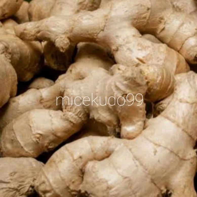 

JAHE SEGAR 250GR / WHITE GINGER FRESH HERBS REMPAH