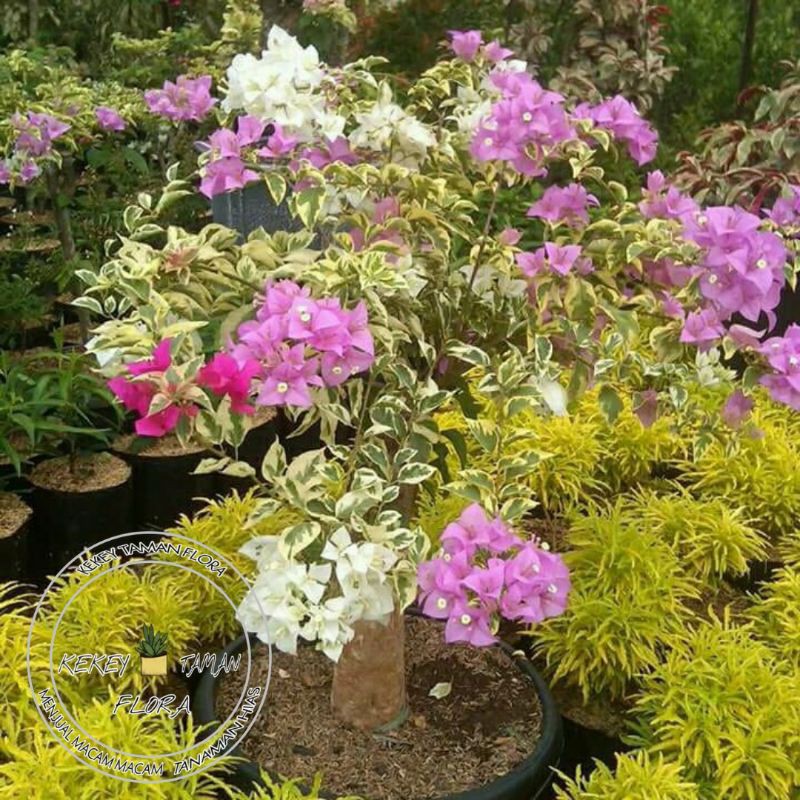 Bibit Bunga Bougenville Variegata 3 Warna - Bunga Bougenville Varigata Kembang Kertas