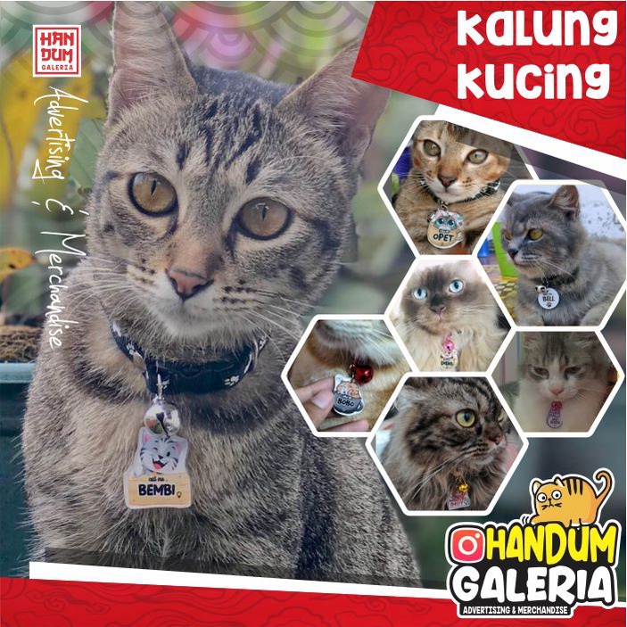 ⭐⭐⭐⭐⭐ KALUNG KUCING BAHAN AKRILIK FREE CUSTOM NAMA - TALI HARNESS TALI TUNTUN ROMPI HARNES ANJING ROYAL CANIN CLEO BOLT MAXI FELIBITE ME-O PASIR KUCING PET CARGO MAINAN KUCING