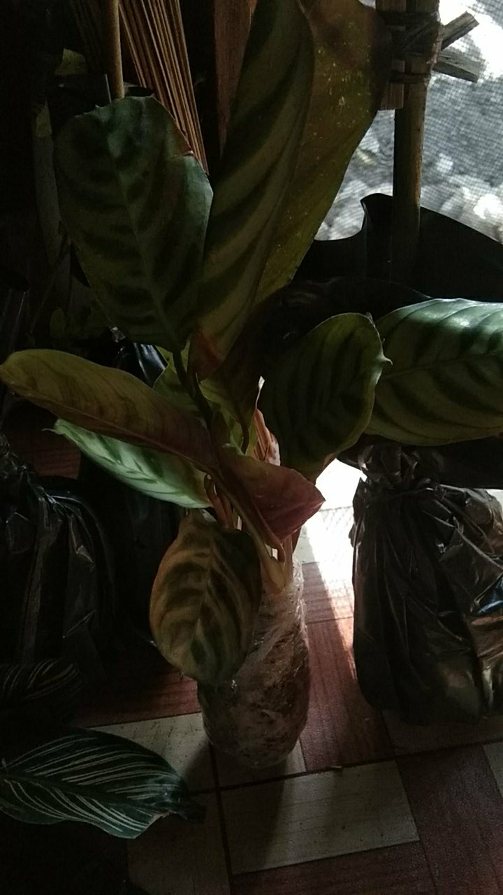 Tanaman Bunga Maranta Ekor Merak
