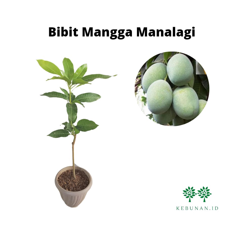 Bibit Mangga Manalagi/Tanaman Mangga Manalagi Okulasi