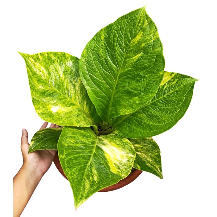 tanaman hias anthurium jemani cobra batik varigata