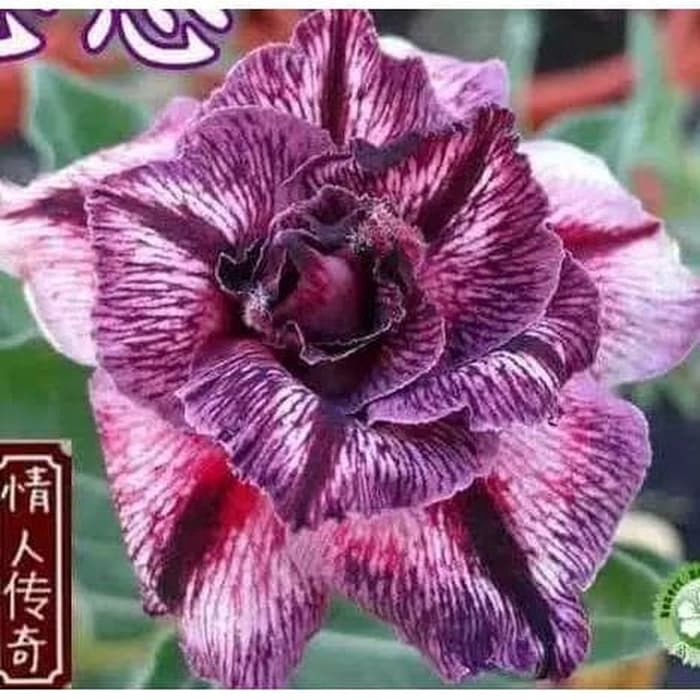 

NEW!! bibit bunga Kamboja adenium Jepang (THING OF YOU)