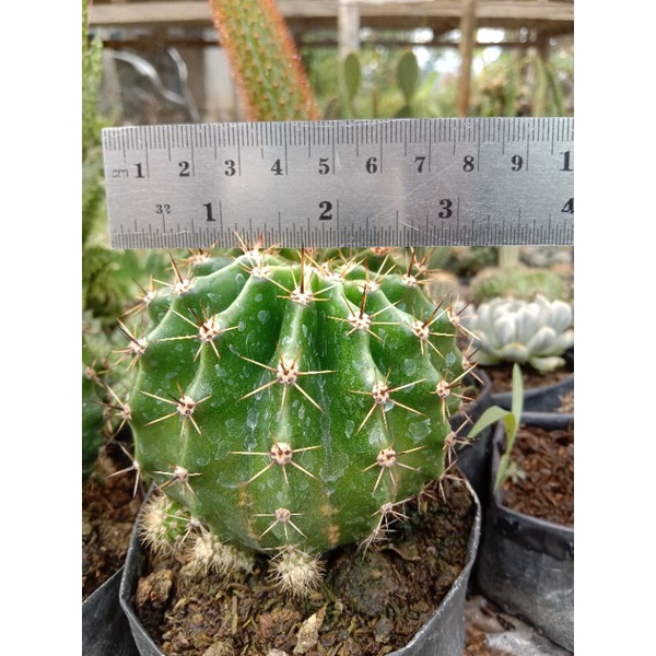 kaktus oxygona besar DM 9 cm/kaktus ownroot/kaktus murah/kaktus pasaman