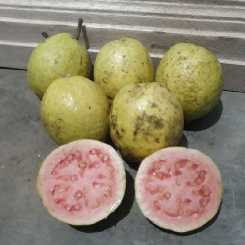 

jambubatu merah asli yo yang minat langsung older harga terjangkou