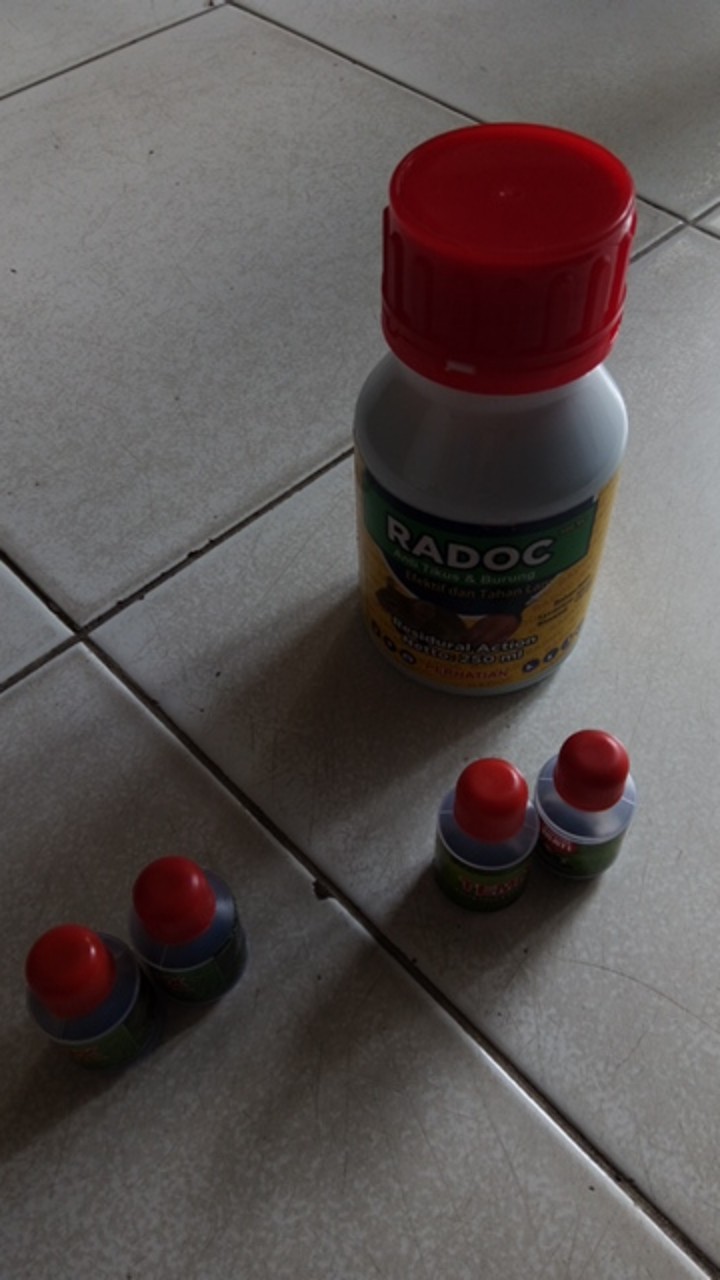 Radoc 250 Ml Asli