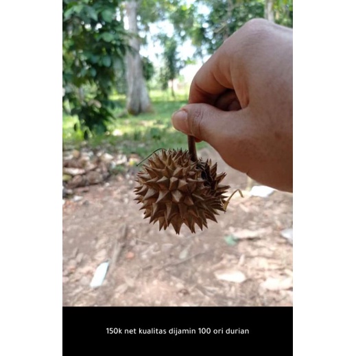 Harga Durian Mini Terbaru Mei 2026 | BigGo Indonesia