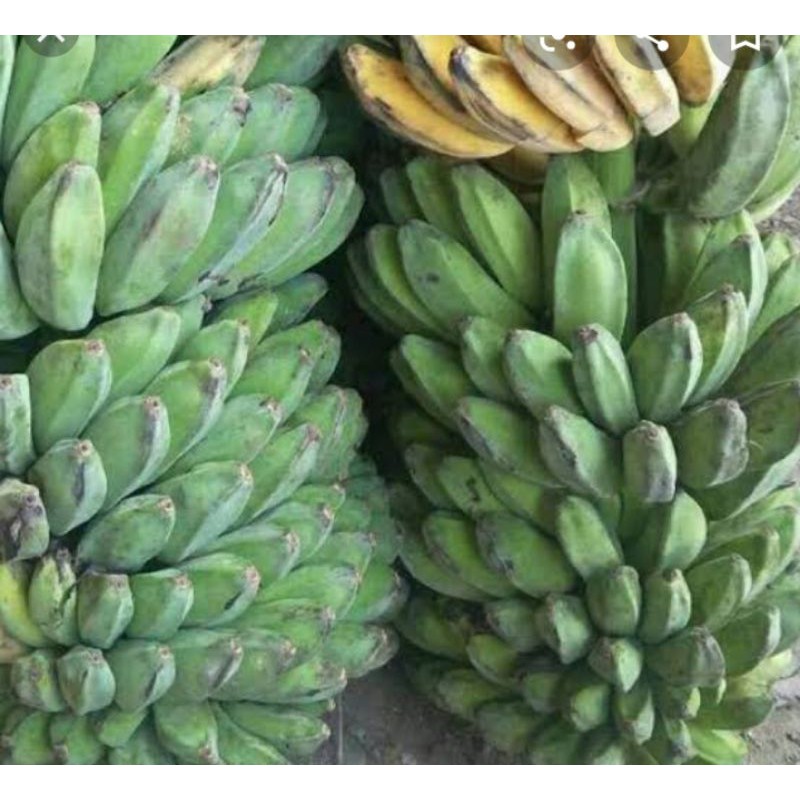 

Pisang Kepok 1 Tandan (6sisir)