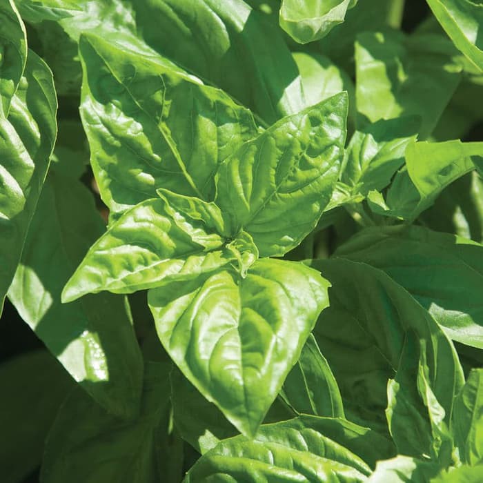 Benih Bibit Biji - Basil Italian Large Leaf Herb Seeds - IMPORT