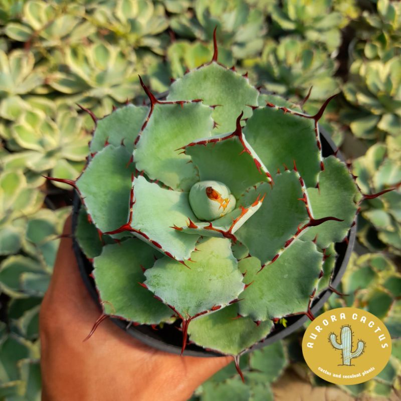 KAKTUS AGAVE potatorumm