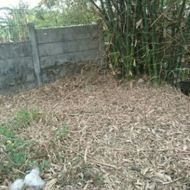 

Daun Bambu Kering - Asli 700Gram