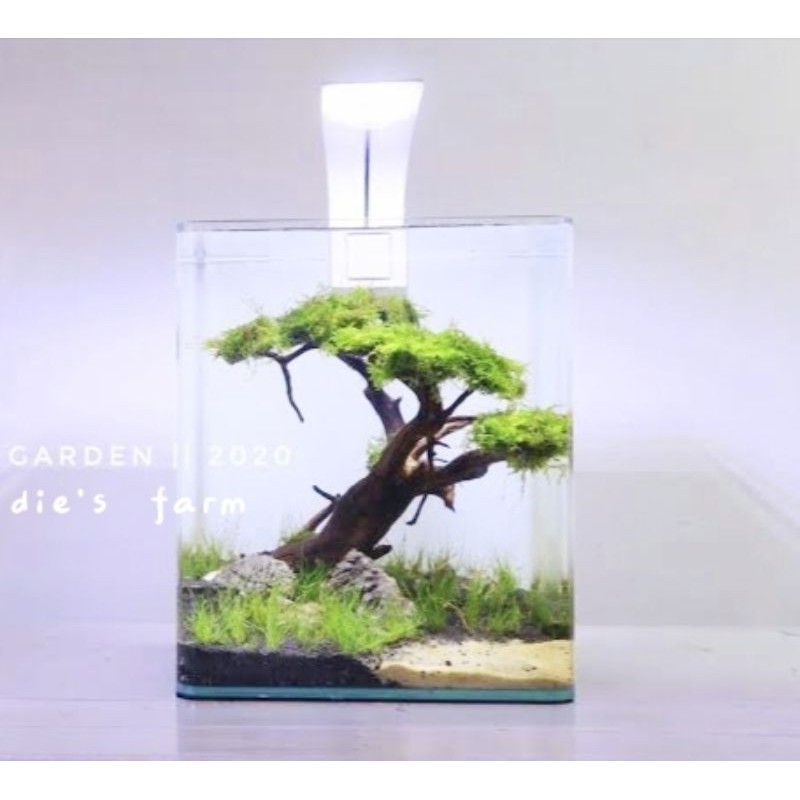 Aquarium Aquascape Mini Bonsai Soliter Akrilik Ikan Cupang Hias