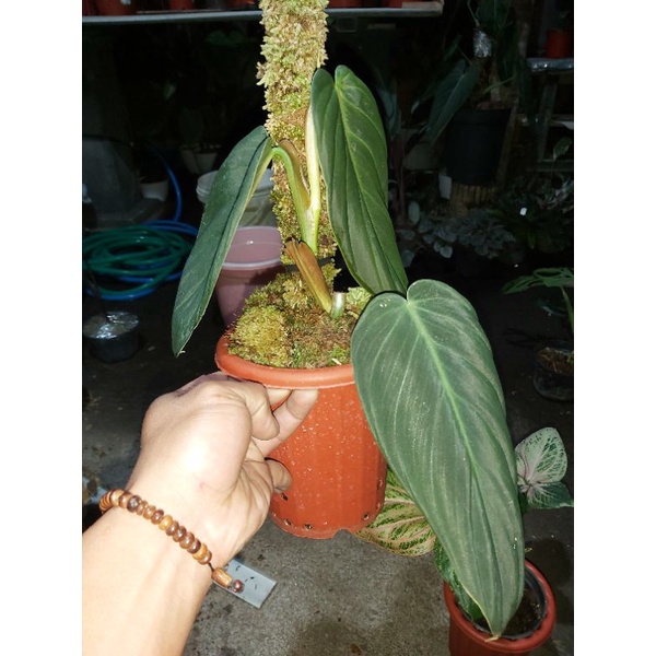 philodendron gigas