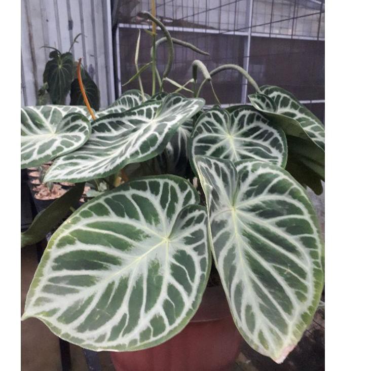 WBS ✅COD tanaman hias kuping gajah dorayaki / bibit kuping gajah dorayaki / dorayaki silver