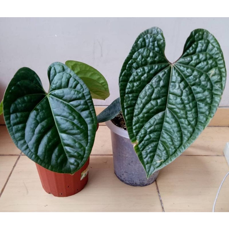 anthurium luxurians