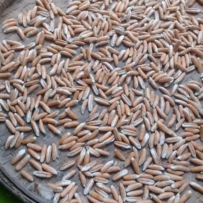 Tr3Nd Benih Bibit Kurma H1 Original Thailand Buah Merah