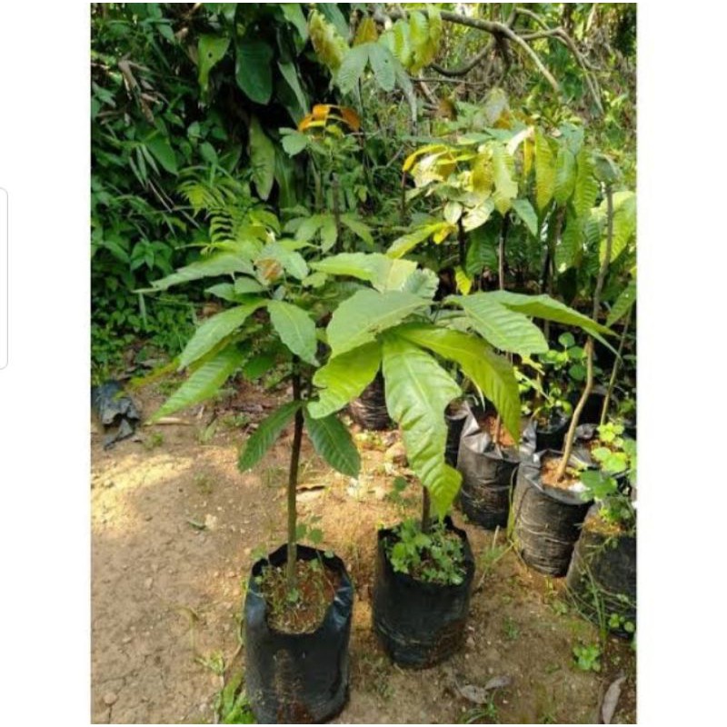 Bibit Buah Matoa Super Unggul