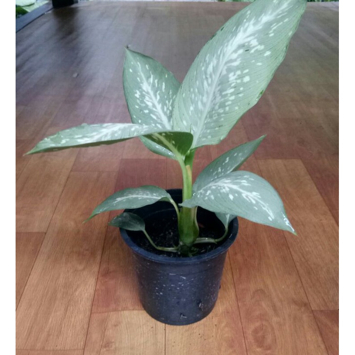 diven selendang putri