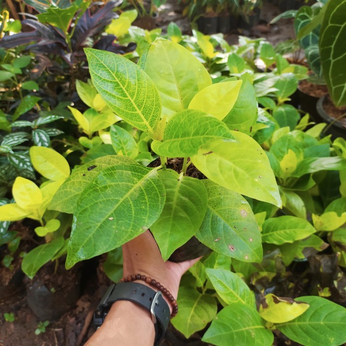 Tanaman hias melati Jepang - pohon melati - melati jepang