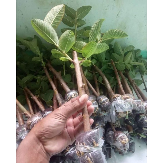 fres cangkok jambu kristal merah jumbo