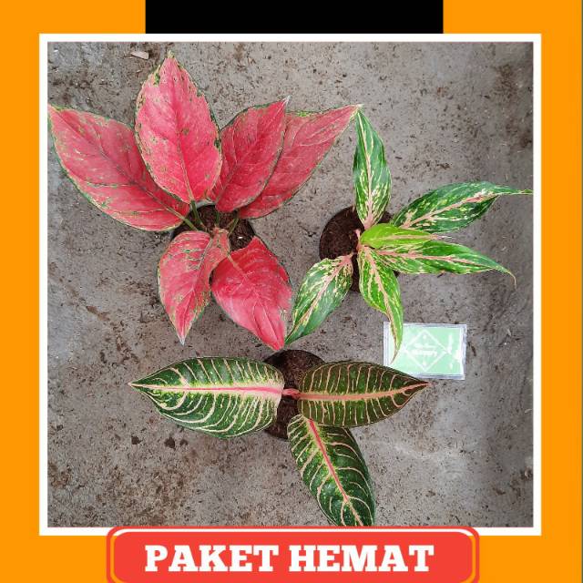Paket hemat Aglaonema / Aglonema  ( Red venus, Butterfly, Pride of sumatra )