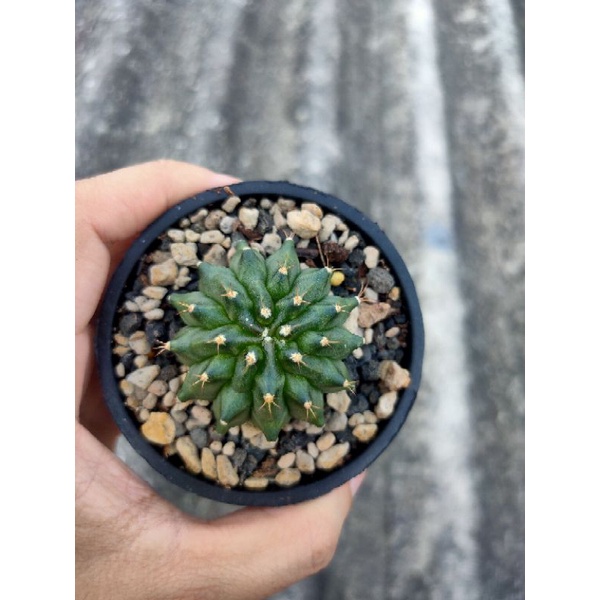 Kaktus Gymnocalycium Miha Orange