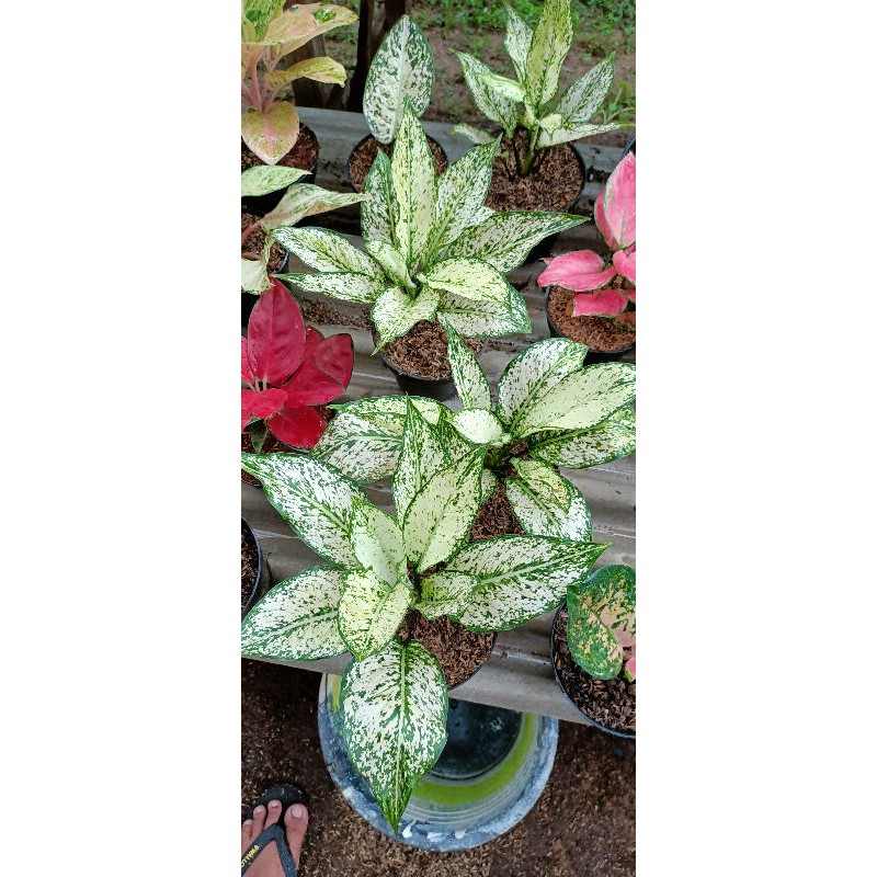 aglaonema siam paragon indukan