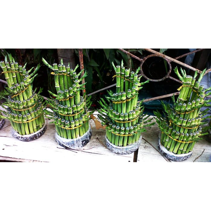 Bunga Jadi.. Bibit Bambu Rejeki 5 - bukan benih, harga termurah.