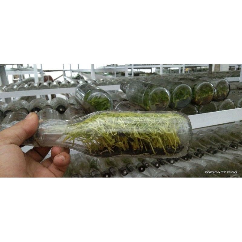 anggrek botol onci / oncidium isi -+ 100 plants