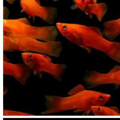 

molly red full / ikan hias ,/ aquasqape