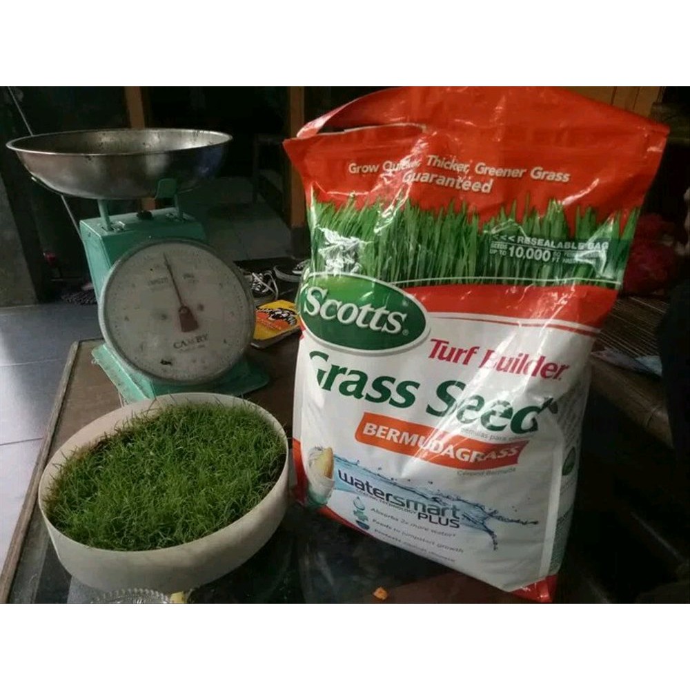 biji Rumput bermuda grass - benih rumput bermuda grass - swiss -