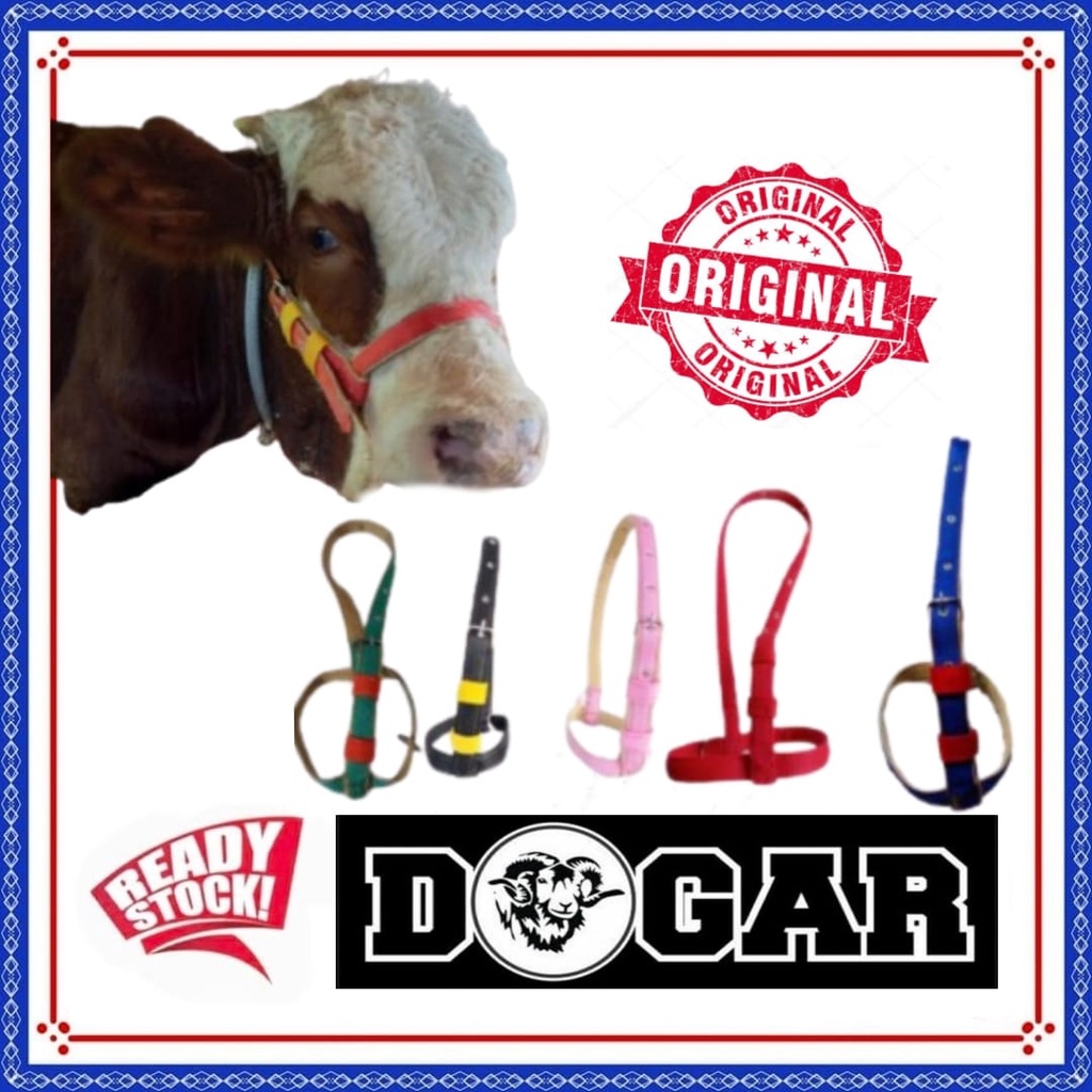 TALI SAPI / HEAD HALTER SAPI / BRANGUS SAPI / BRONGSONG SAPI  / TALI MULUT SAPI / IKAT KEPALA SAPI