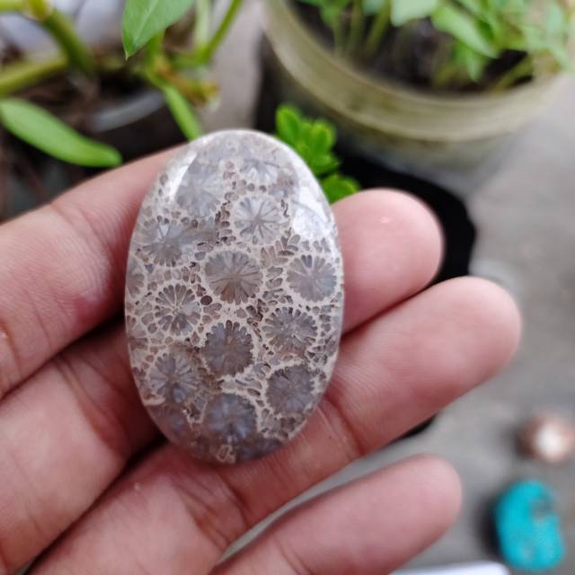 Batu teratai putih 1