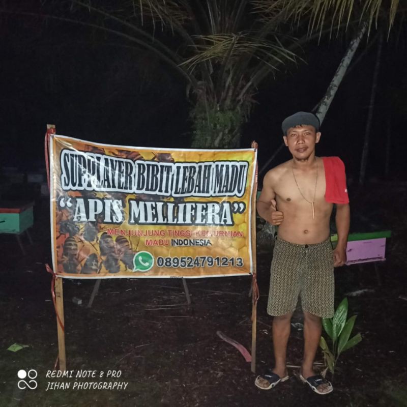 

madu bibit lebah madu apis melifera