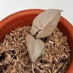 syngonium pink candy