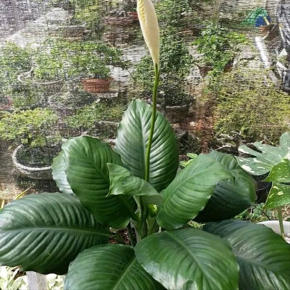 Tanaman Hias Peace Lily Spathiphyllum Giant Diskon