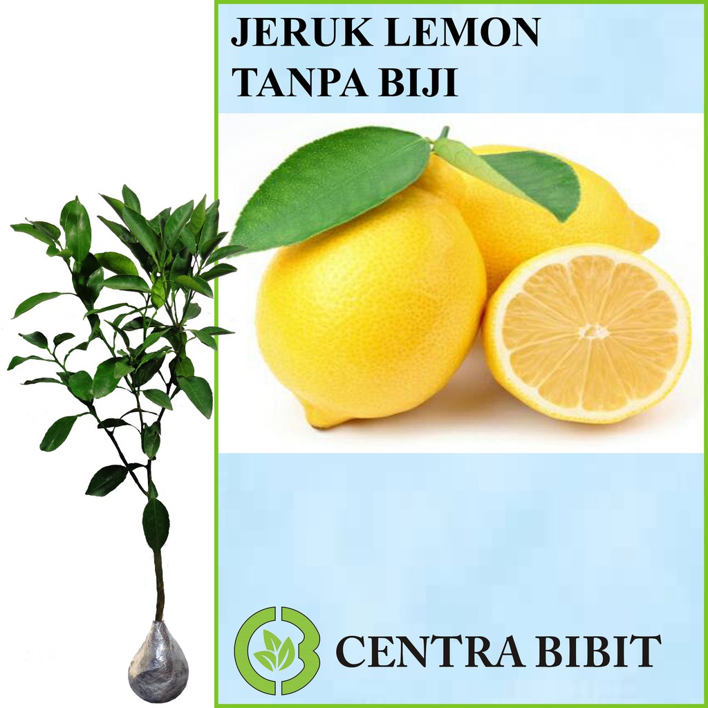 Tanaman Jeruk Lemon Tea Pohon Hidup Bukan Biji Shopee Indonesia