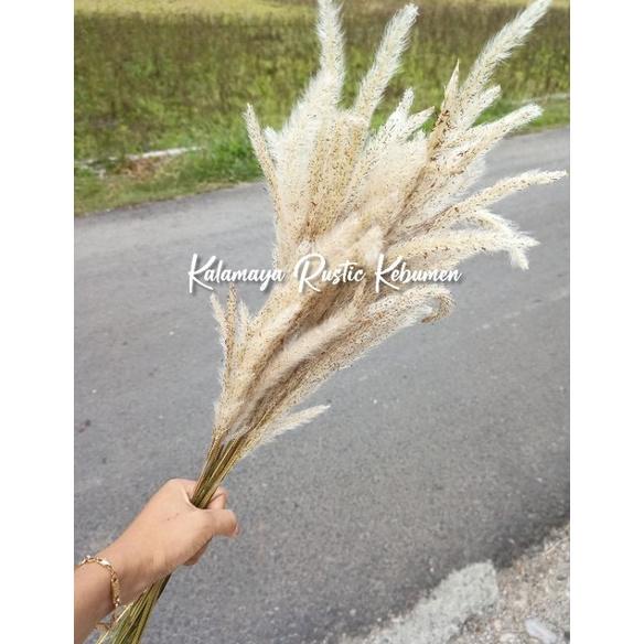 Kapas Ilalang Putih Hiasan Vas Guci Buket Bunga Kering Dried Flowers Dekorasi Kamar Hiasan Dinding E