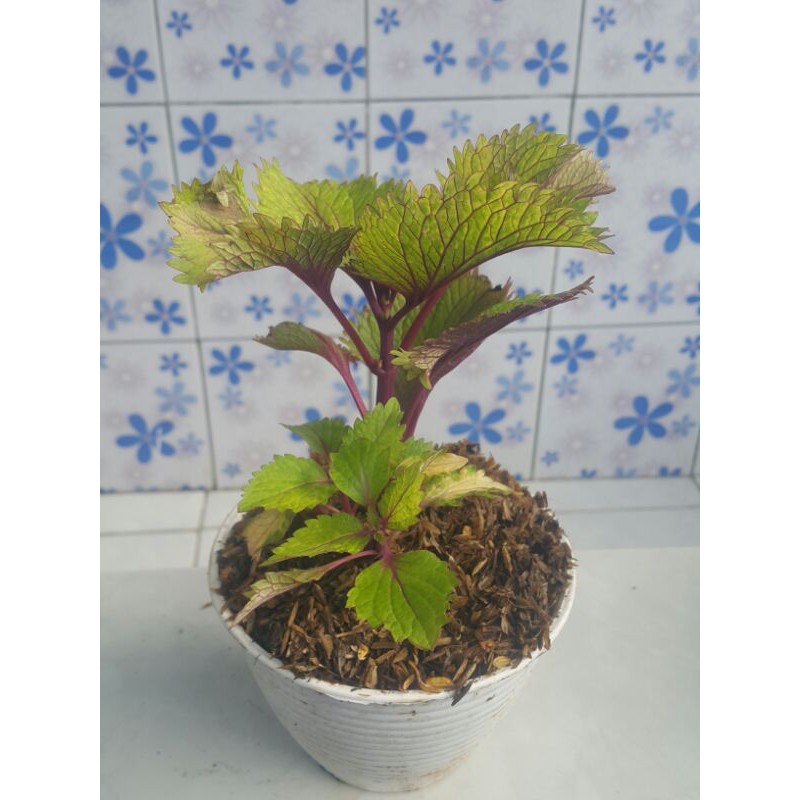 Tanaman Hias # Miana Mawar