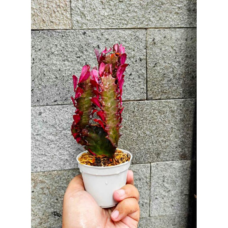 

euphoria trigona daun merah