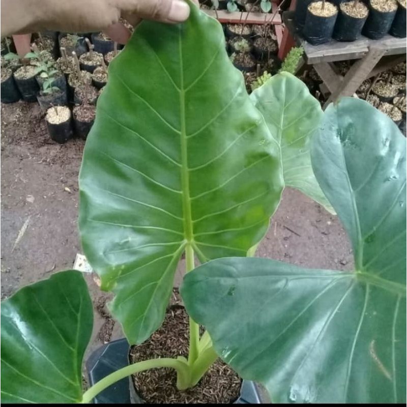 tanaman talas sente