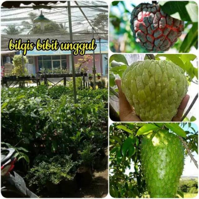 bibit tanaman buah 3 jenis sirsak srikaya merah dan srikaya jumbo super