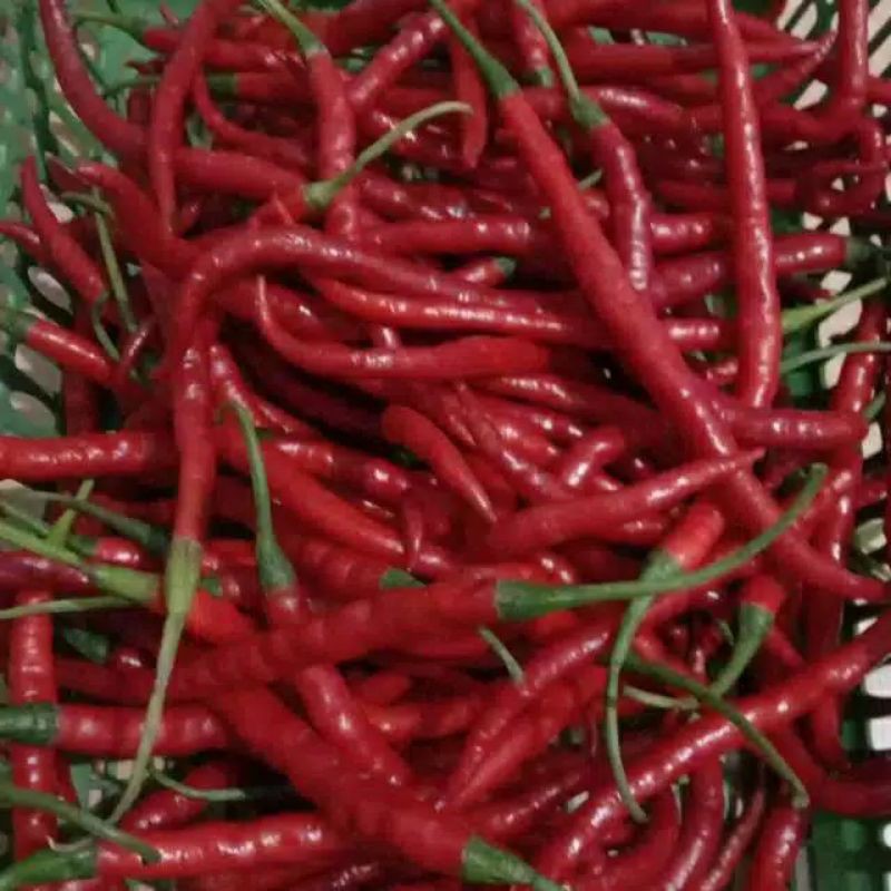

Cabe keriting isi 500gram