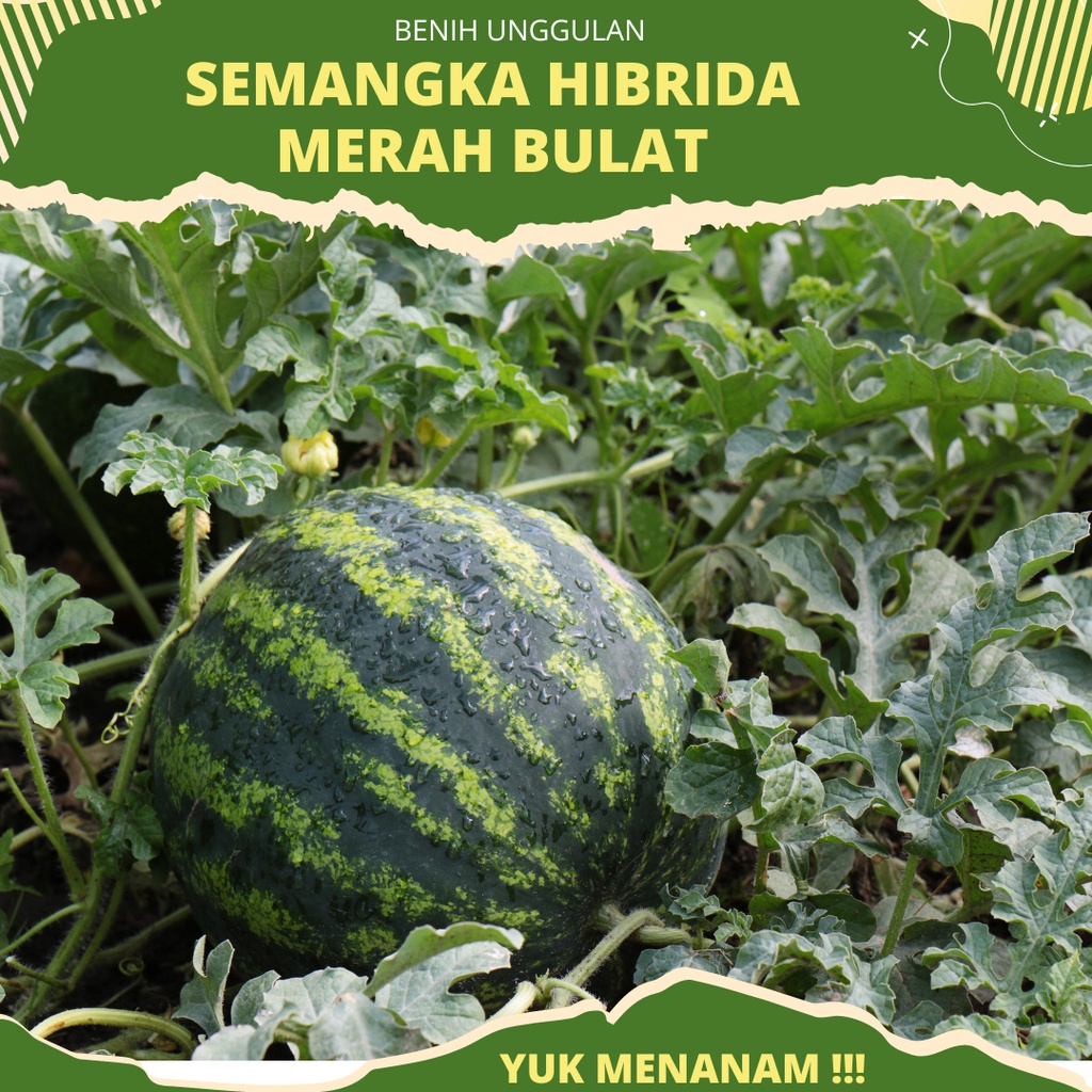 5 Biji - Benih Semangka Merah bulat Hibrida F1