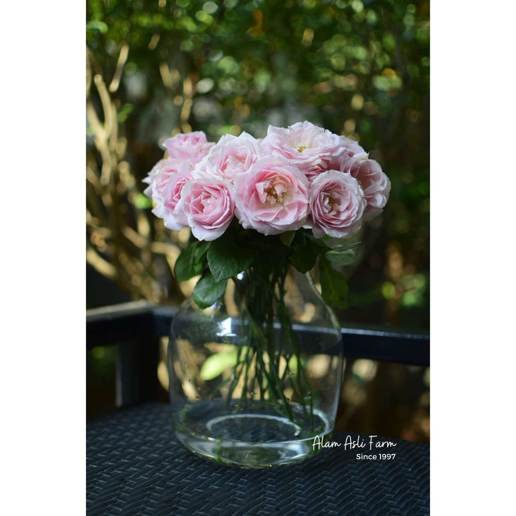 Sweet Avalanche Roses 20 stems, Bunga Mawar Soft Pink 20 Potong Segar Semi Holland