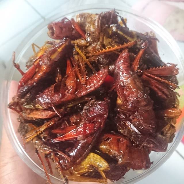 

BELALANG BESAR KEMASAN HEMAT